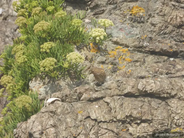 A Rock Pipit among the coastal rocks at Ynys Llandwyn.