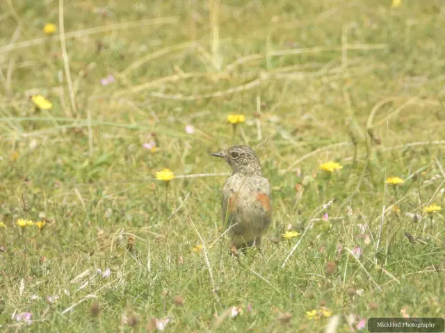 At Ynys Llandwyn: Rock Pipit.