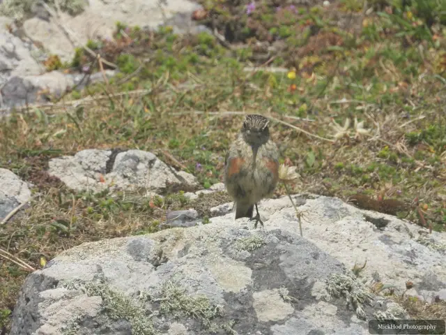 Rock Pipit, seen at Ynys Llandwyn.