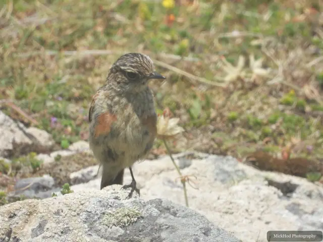 Rock Pipit at Ynys Llandwyn.