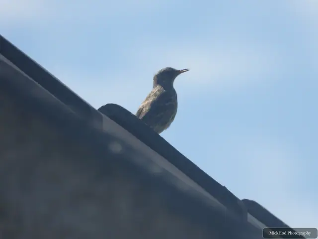 Common Starling at Ynys Llandwyn.