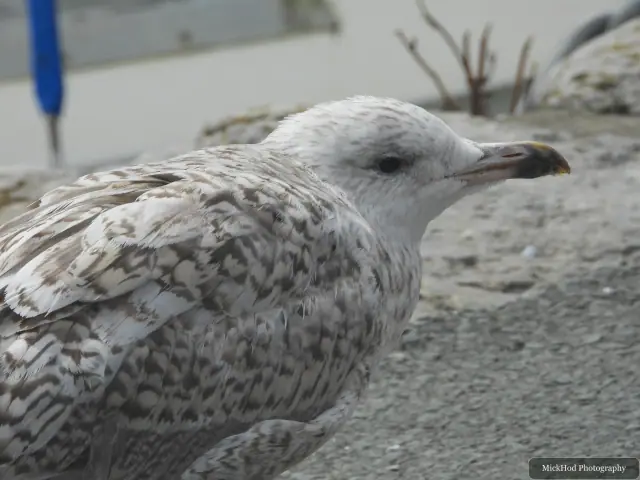 Herring Gull at Ynys Llandwyn.