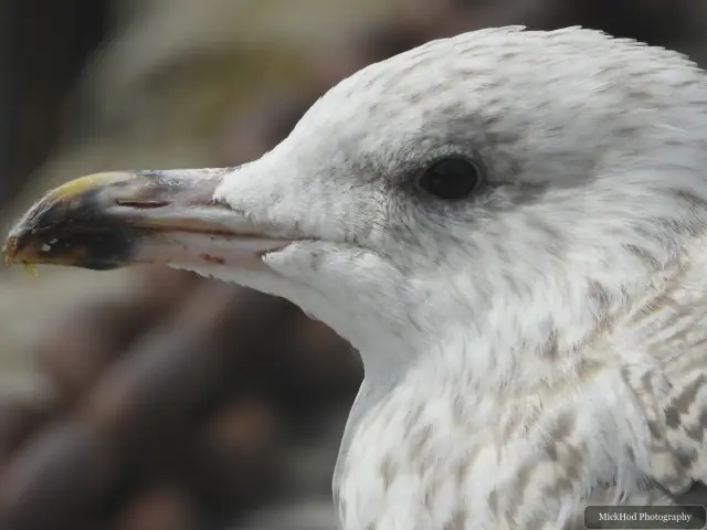 At Ynys Llandwyn: Herring Gull.