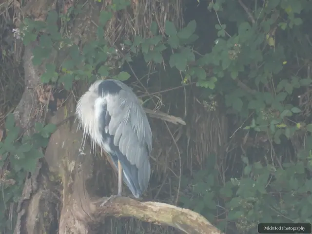 Grey Heron at Ynys Llandwyn.
