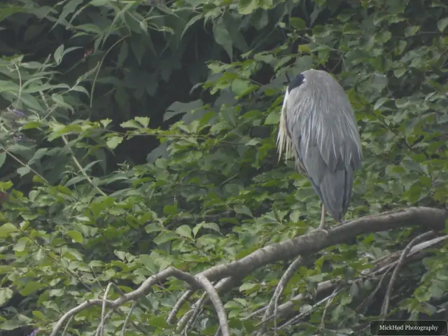 At Ynys Llandwyn: Grey Heron.