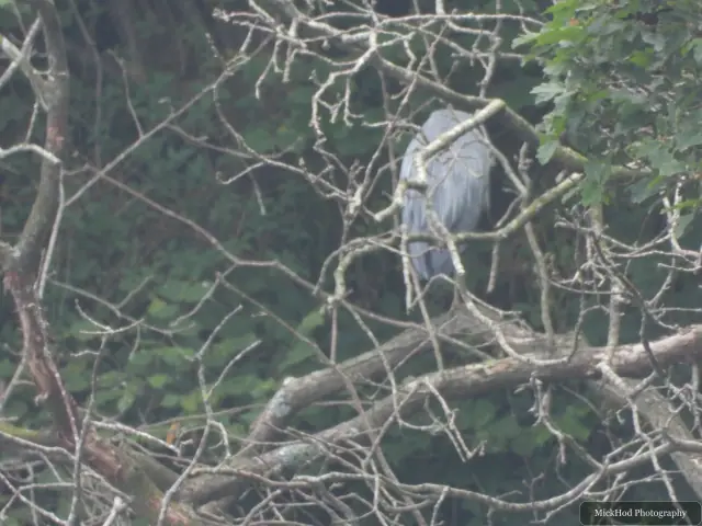 Grey Heron at Ynys Llandwyn.