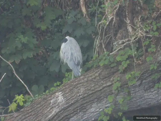 Photographed at Ynys Llandwyn: Grey Heron.