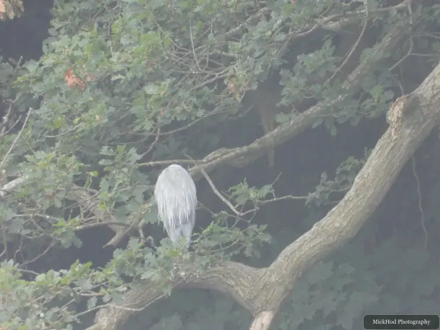 At Ynys Llandwyn: Grey Heron.