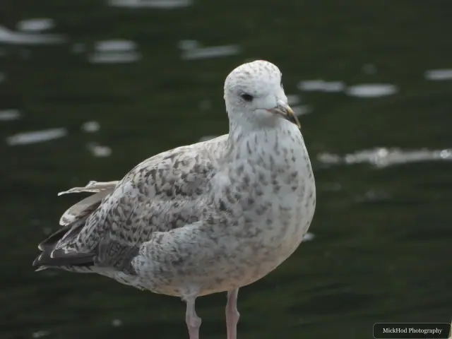 At Ynys Llandwyn: Herring Gull.