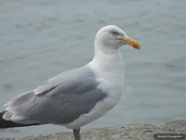 At Ynys Llandwyn: Herring Gull.