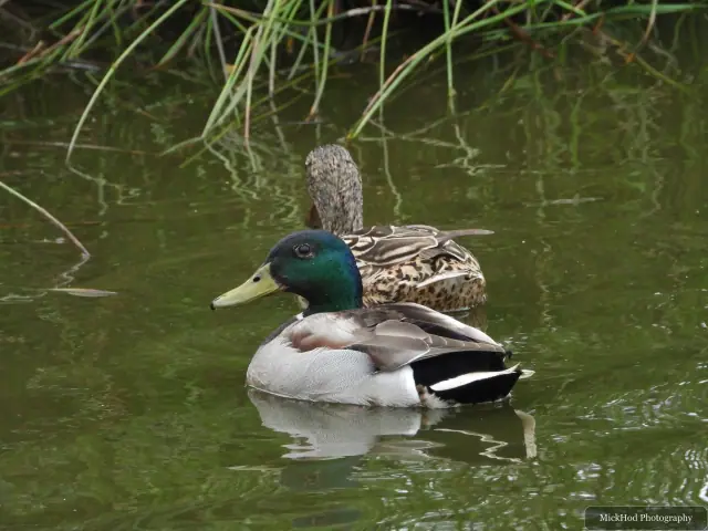 A male and female mallard swim together across the pool.