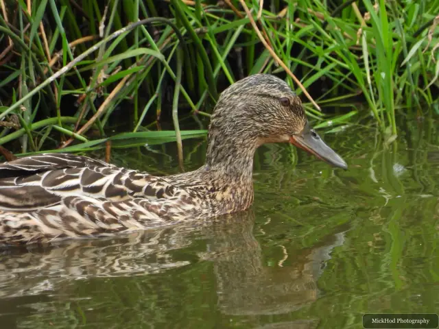 A female mallard floats on the water, its mottled plumage reflected below.