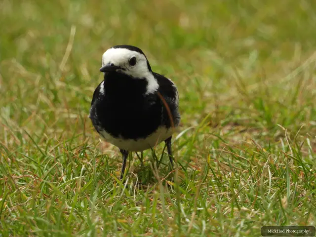 A pied wagtail stands on the ground, its long tail held upright.