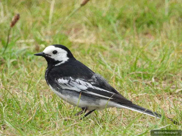 A pied wagtail pauses on the grass and looks around.