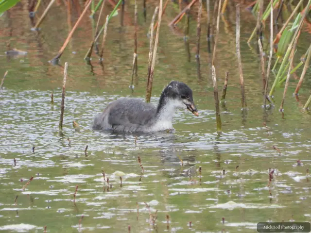 A young coot swims through the water, its dark down contrasting with its pale bill.