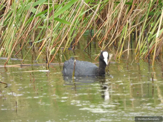 An adult coot swims across the pool, showing its white bill and forehead shield.