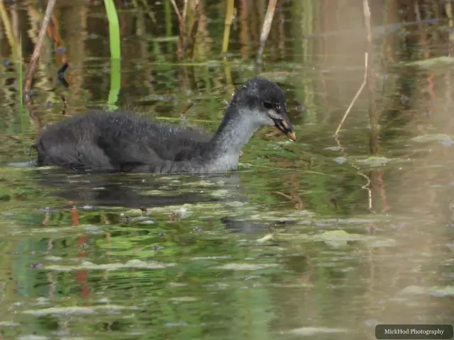 A young coot paddles through the water near the bank.