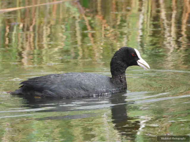 An adult coot glides across the water with its white facial shield clearly visible.
