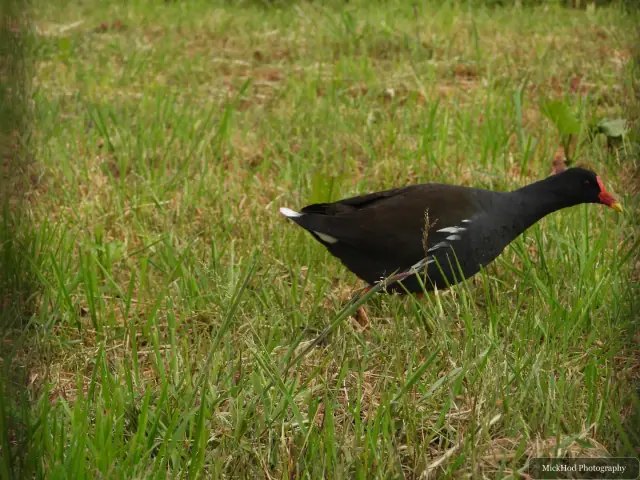 An adult moorhen moves through the water with its chicks close by.