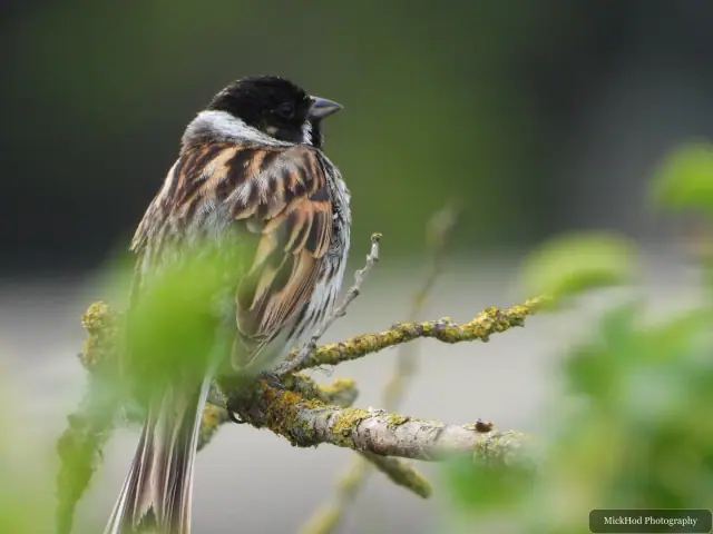 A house sparrow perches among the branches, viewed from behind.