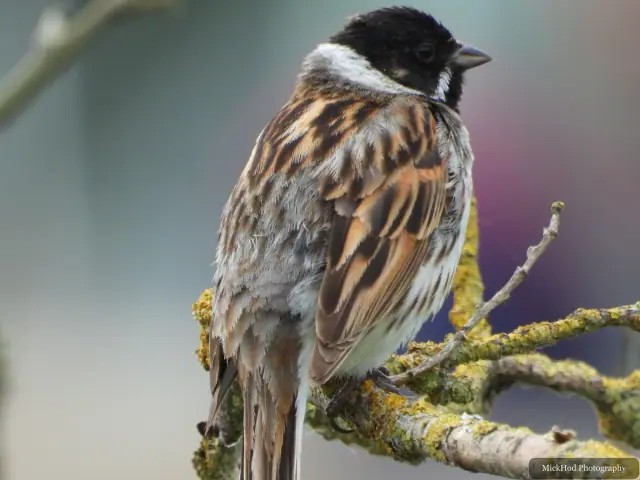 A house sparrow perches quietly in the foliage.