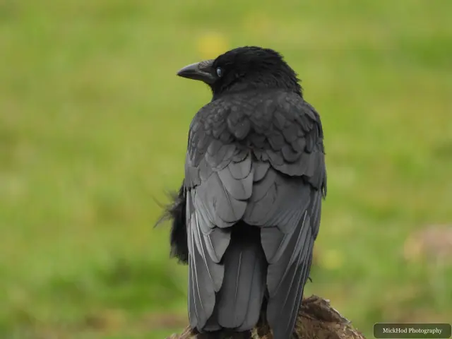 A raven stands on the ground, showing its heavy bill and dark plumage.