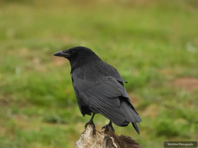 A raven perches on a branch and looks across the enclosure.