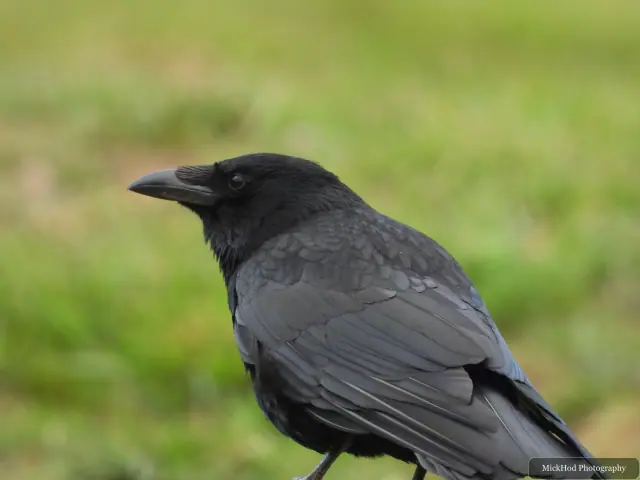 A close view shows a raven’s strong bill and glossy black feathers.