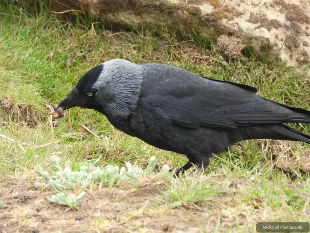 A jackdaw perches on a branch, its pale grey nape contrasting with its black cap.