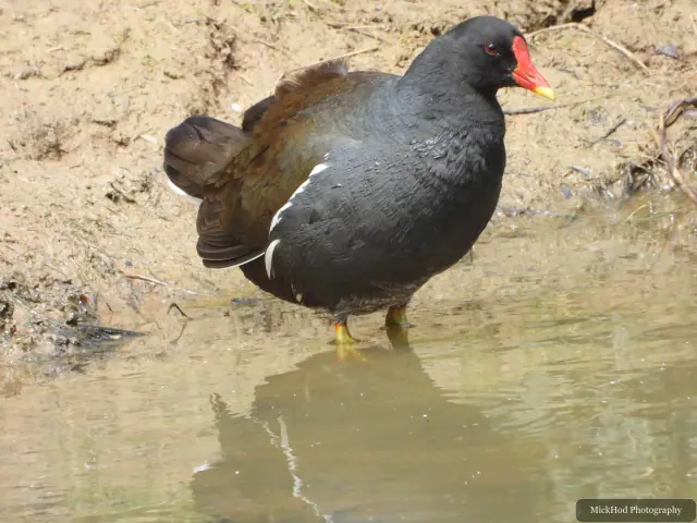 A moorhen moves through the shallows with a chick nearby.