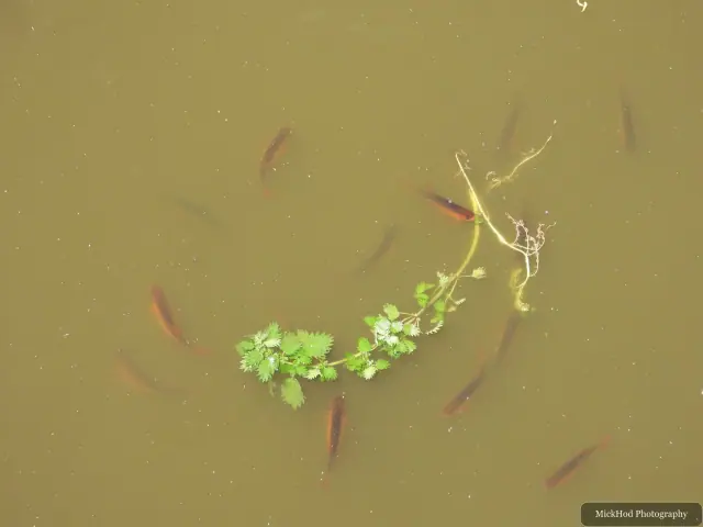A small fish moves just beneath the surface, making ripples in the water. Its species is not clear from the photograph.