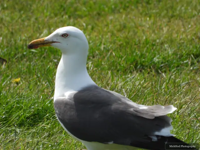 A herring gull stands beside the water, its grey wings and yellow bill visible.