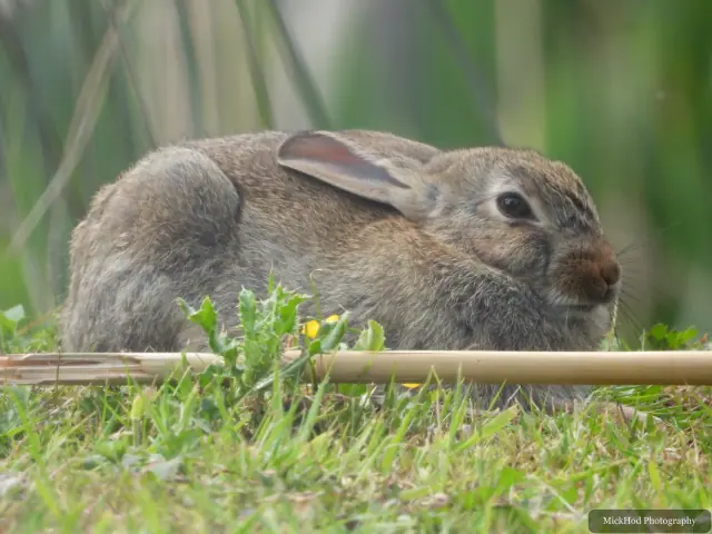 A rabbit sits in an anteater enclosure. It was an unexpected and interesting sight among the larger animal’s surroundings.