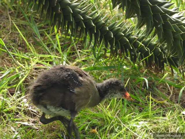A moorhen chick stands among the ground cover beside the water.