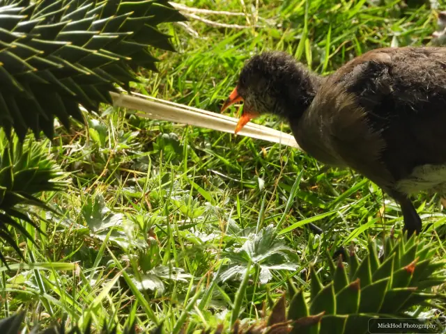 A moorhen chick forages among the plants near the pool.