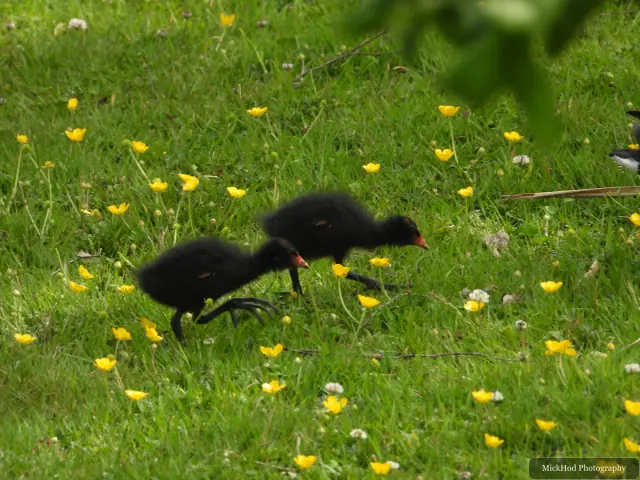 A young moorhen moves through the water close to the bank.