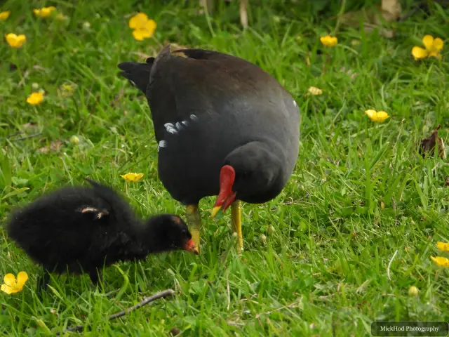 An adult moorhen keeps close to its chicks beside the water.