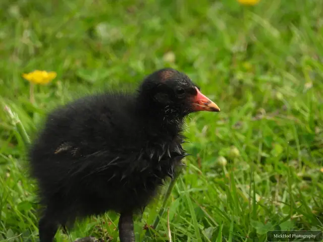 A moorhen chick pauses among the reeds and low plants.