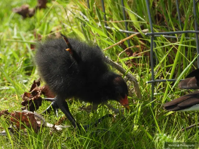 A moorhen chick stands at the water’s edge.