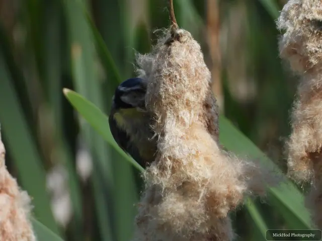 A great tit is partly screened by a reed as it perches above the water.