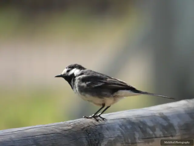 A pied wagtail stands on the ground near the pond.
