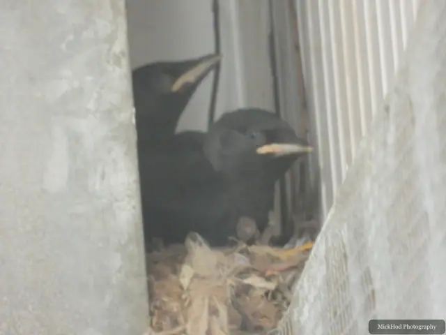 A newly hatched bird rests in the nest. It is too young and indistinct in the photograph to identify its species.