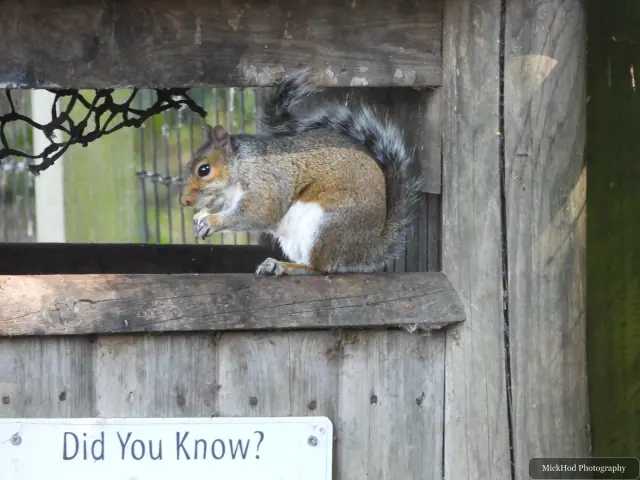 A red squirrel rummages through a bin, searching for food.