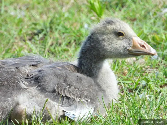 Young greylag geese follow one another across the grass.
