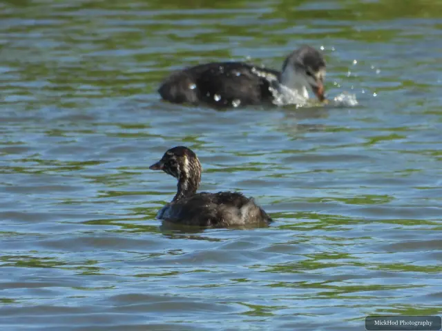 Two young Eurasian Coots swim across the pool, their dark down contrasting with pale markings on their heads.