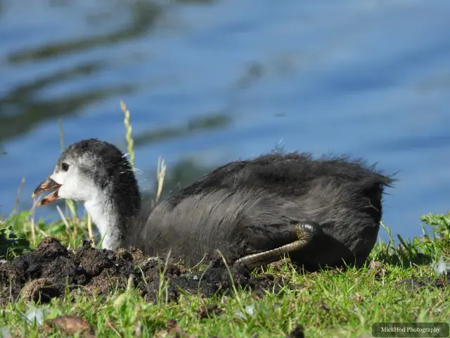 A young Eurasian Coot rests on the grassy bank beside the water, showing its dark down and pale face.