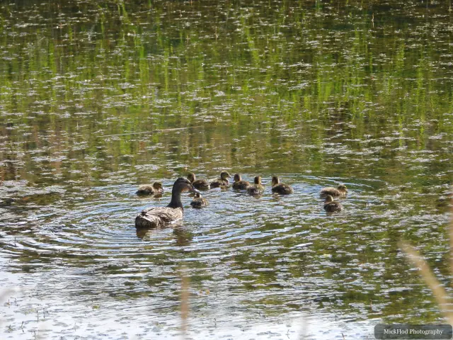 Mallards gather together on the water near the edge of the pool.