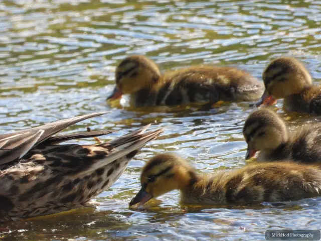 Mallard ducklings paddle close together across the water.
