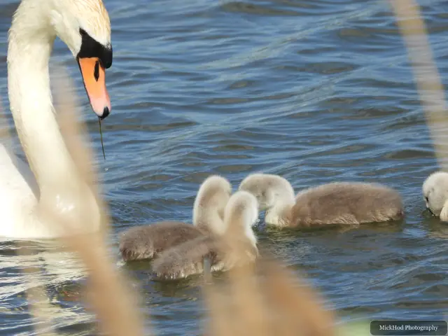 An adult mute swan swims with its cygnets following behind.