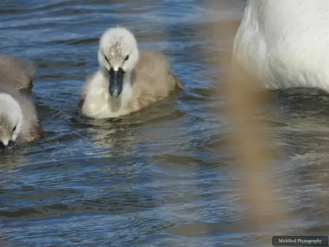 A young mute swan cygnet floats on the water beside its family.